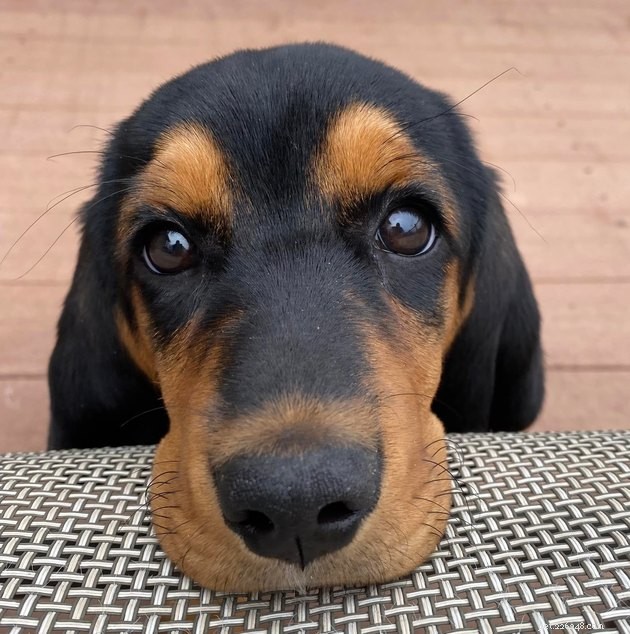 17 Adorable Cats & Dogs That Will Melt Your Heart