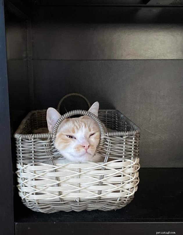 17 Adorable Cats & Dogs That Will Melt Your Heart