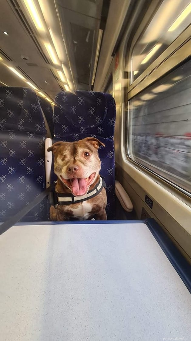 17 Adorable Cats & Dogs That Will Melt Your Heart