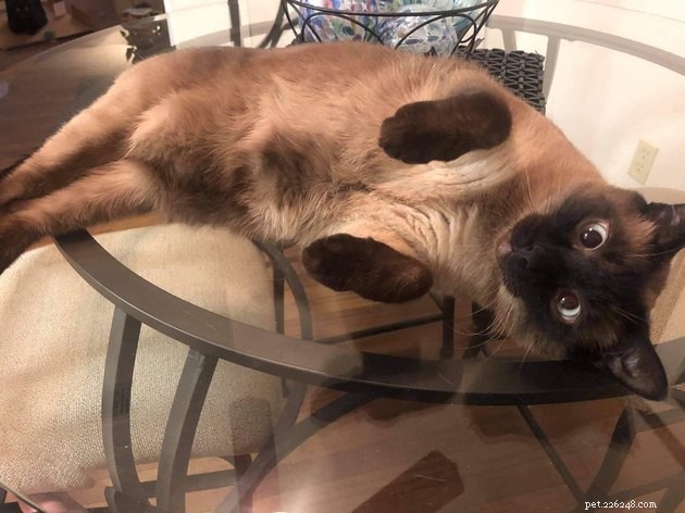 17 Adorable Cats & Dogs That Will Melt Your Heart