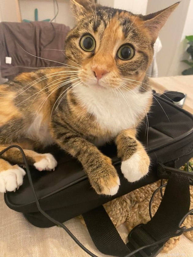 17 Adorable Cats & Dogs That Will Melt Your Heart