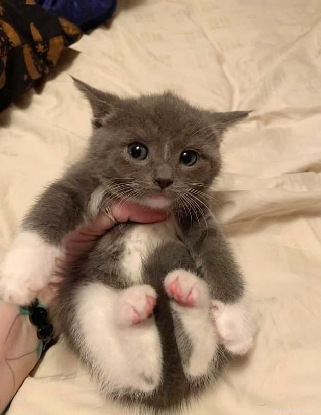 17 Adorable Cats & Dogs That Will Melt Your Heart