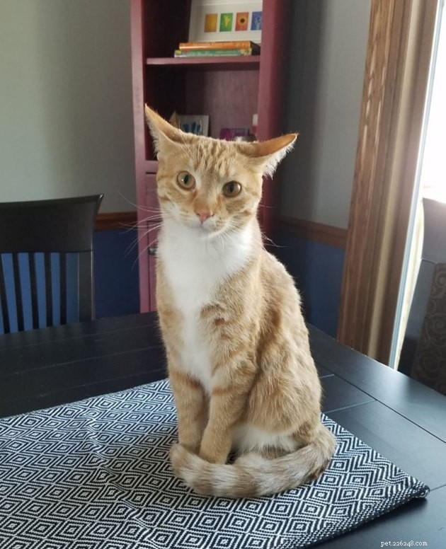 17 Adorable Cats & Dogs That Will Melt Your Heart