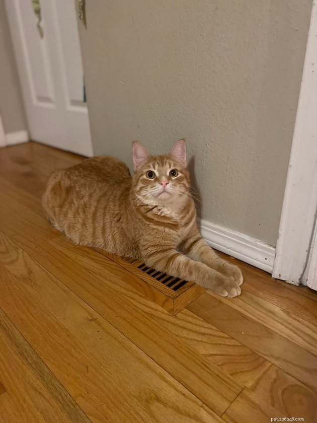 17 Adorable Cats & Dogs That Will Melt Your Heart