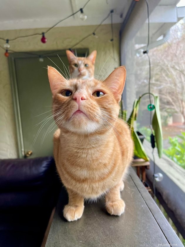 17 Adorable Cats & Dogs That Will Melt Your Heart