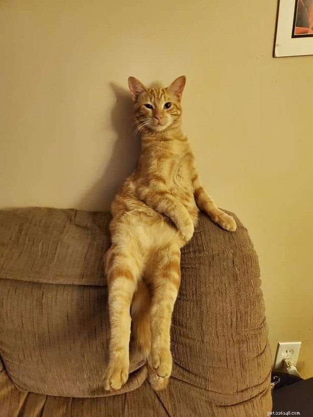 17 Adorable Cats & Dogs That Will Melt Your Heart