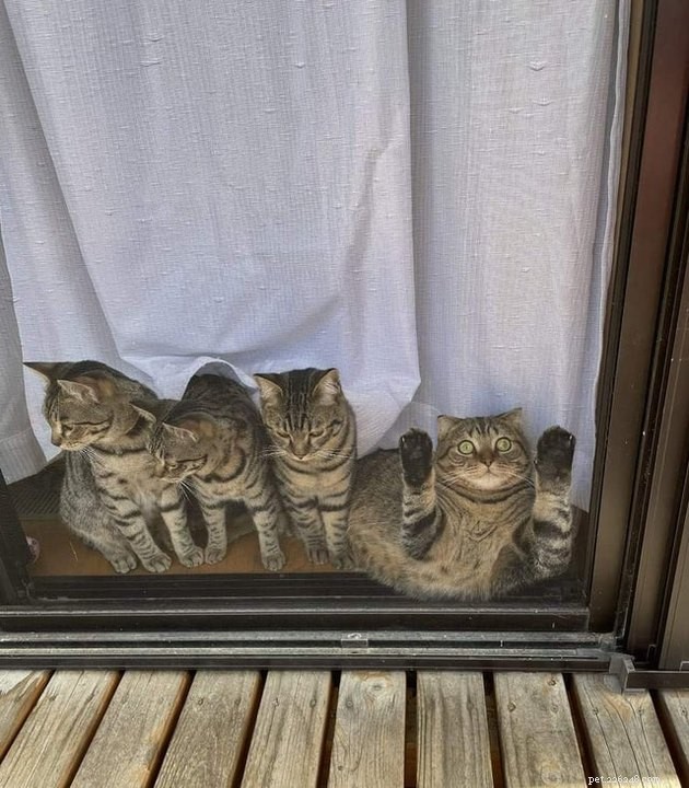 16 Pets Unleashing Their Unique Personalities