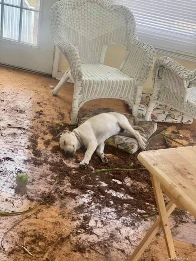 16 Pets Unleashing Their Unique Personalities