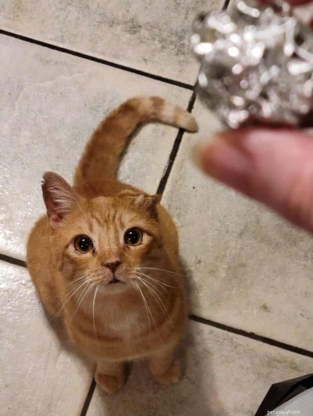 16 Pets Unleashing Their Unique Personalities