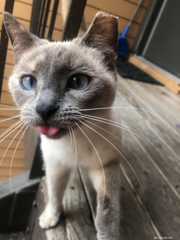 16 Pets Unleashing Their Unique Personalities