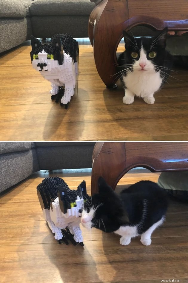 16 Pets Unleashing Their Unique Personalities