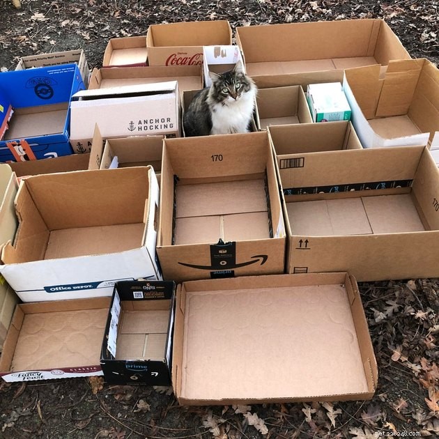 16 Pets Unleashing Their Unique Personalities