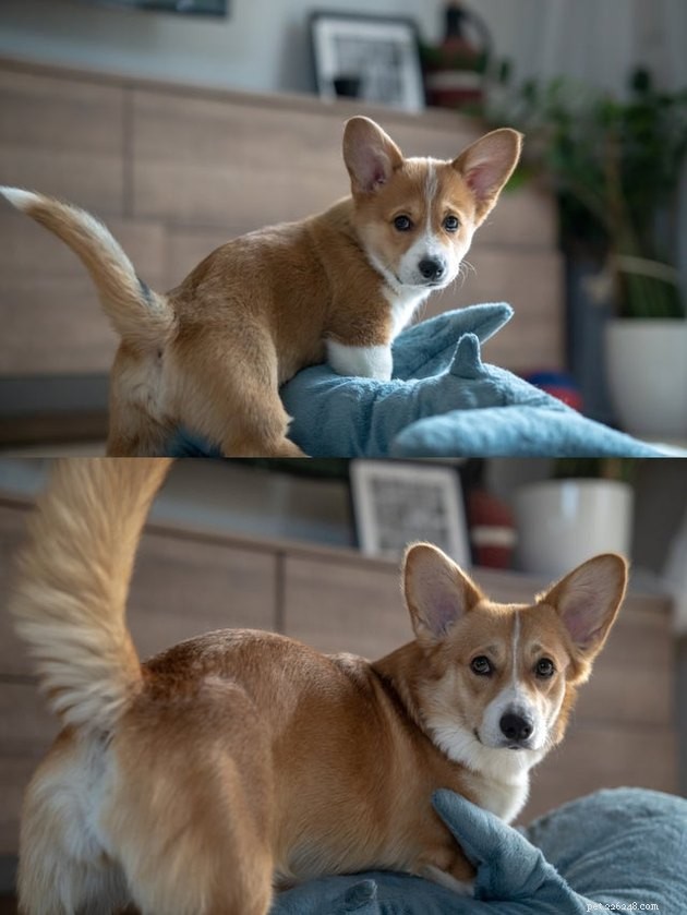 16 Pets Unleashing Their Unique Personalities