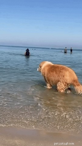 16 Pets Unleashing Their Unique Personalities