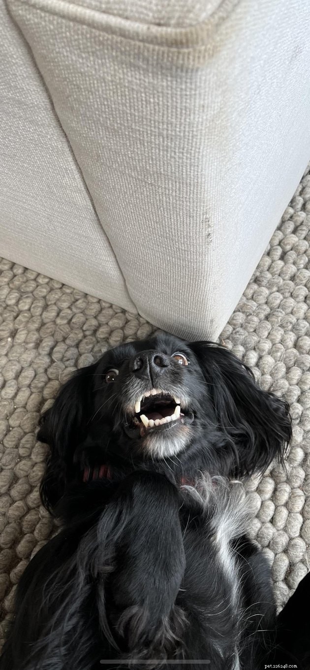 16 Pets Unleashing Their Unique Personalities