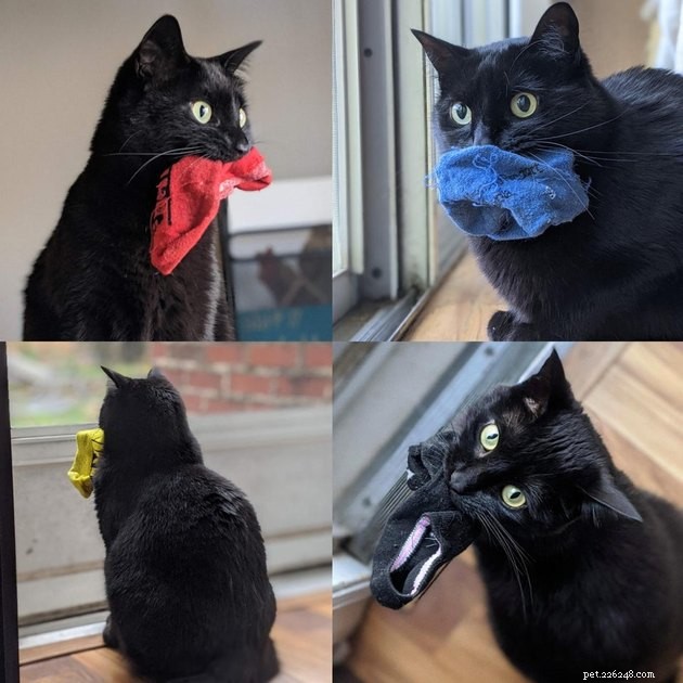 16 Pets Unleashing Their Unique Personalities