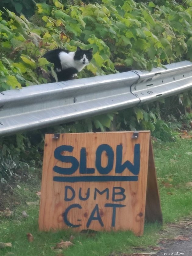 16 Pets Unleashing Their Unique Personalities