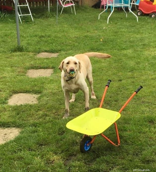 16 Pets Unleashing Their Unique Personalities