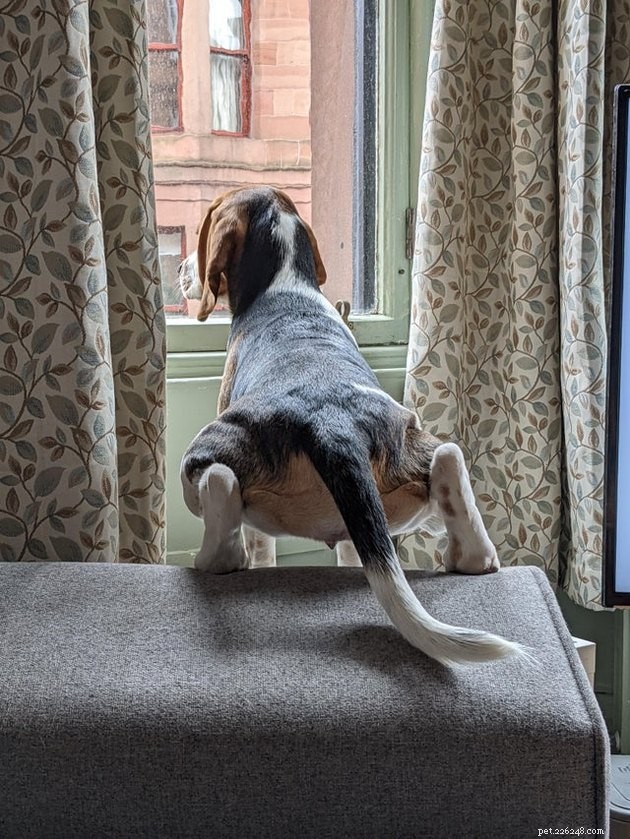 16 Pets Unleashing Their Unique Personalities