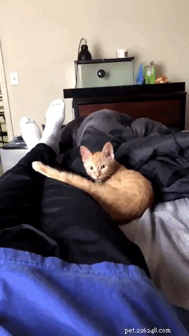16 Pets Unleashing Their Unique Personalities