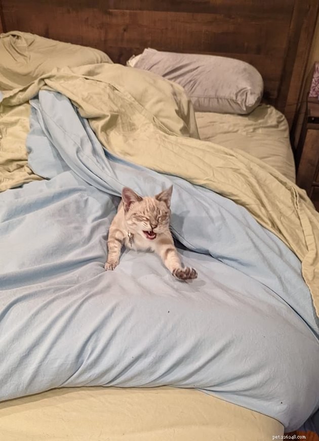 18 Heartwarming Photos That Reinforce Your Love for Cats & Dogs