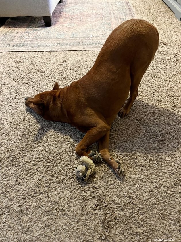 18 Heartwarming Photos That Reinforce Your Love for Cats & Dogs