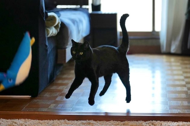 18 Heartwarming Photos That Reinforce Your Love for Cats & Dogs