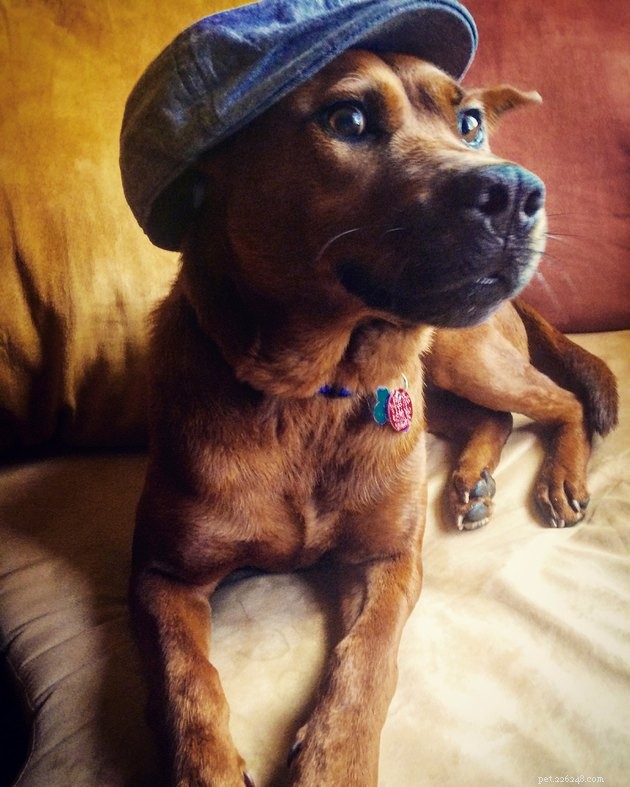 18 Heartwarming Photos That Reinforce Your Love for Cats & Dogs