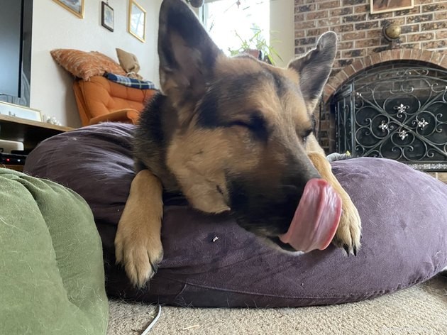 18 Heartwarming Photos That Reinforce Your Love for Cats & Dogs
