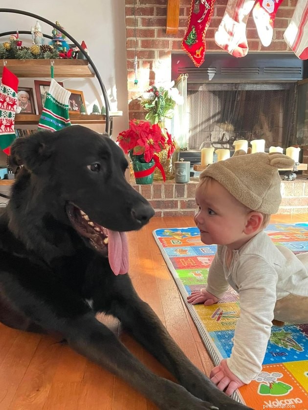 18 Heartwarming Photos That Reinforce Your Love for Cats & Dogs