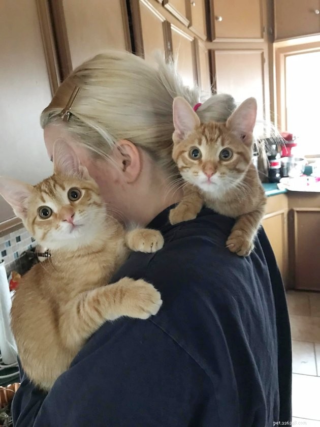 18 Heartwarming Photos That Reinforce Your Love for Cats & Dogs