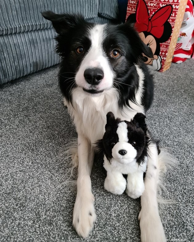 18 Heartwarming Photos That Reinforce Your Love for Cats & Dogs