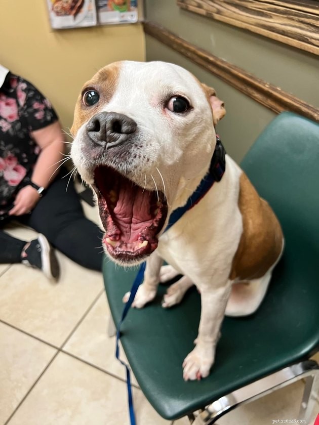 17 Pets That Can Help You Cope With Uncertain Times