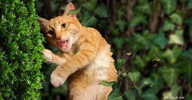 18 Heartwarming Photos That Reinforce Your Love for Cats & Dogs