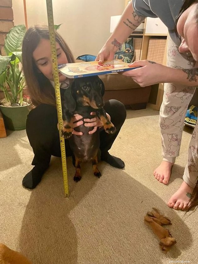 17 Pets That Can Help You Cope With Uncertain Times