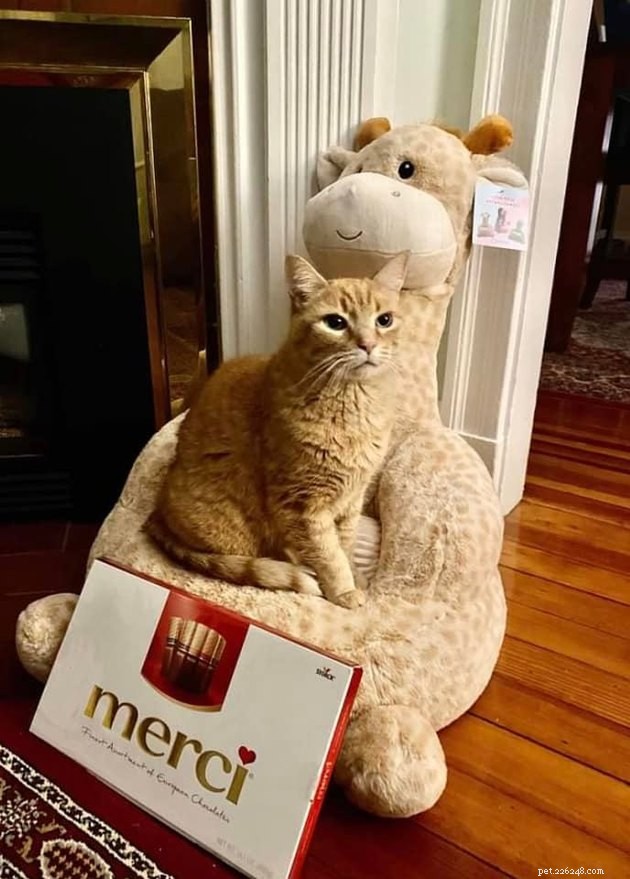 17 Pets That Can Help You Cope With Uncertain Times