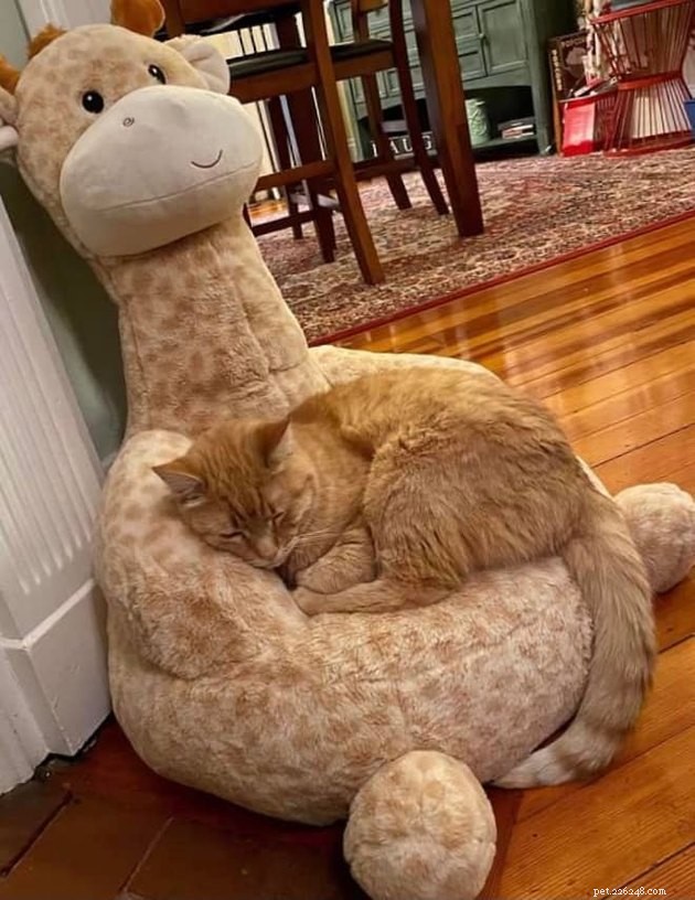 17 Pets That Can Help You Cope With Uncertain Times