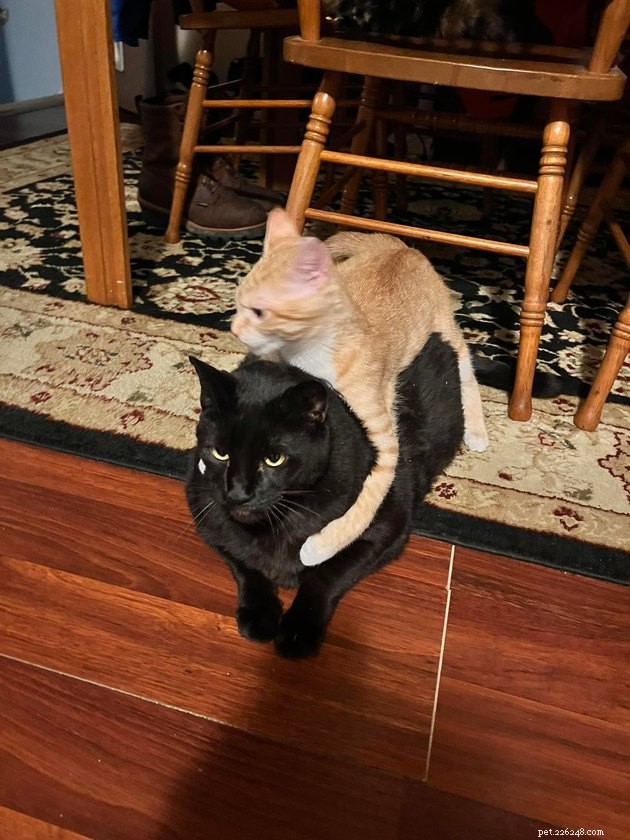 17 Pets That Can Help You Cope With Uncertain Times