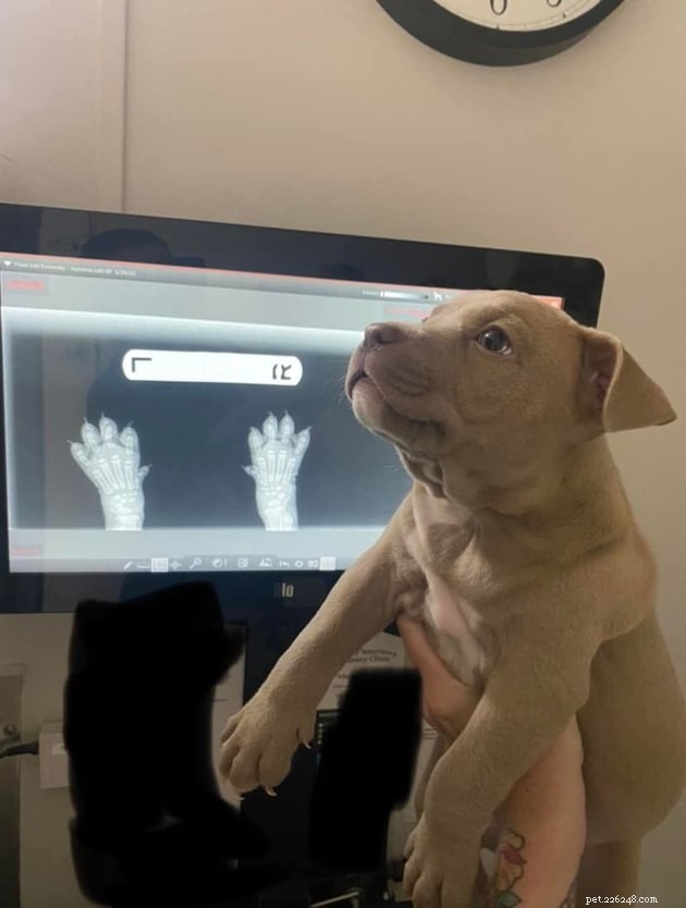 17 Pets That Can Help You Cope With Uncertain Times