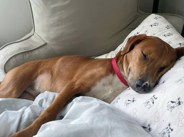17 Pets That Can Help You Cope With Uncertain Times
