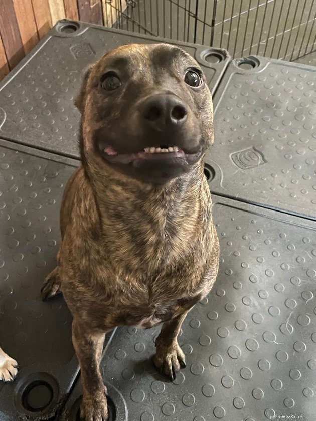 17 Pets That Can Help You Cope With Uncertain Times