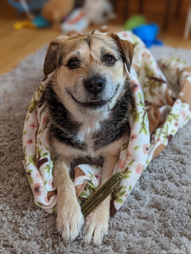 17 Pets That Can Help You Cope With Uncertain Times