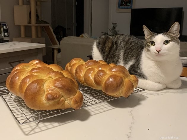 17 Pets That Can Help You Cope With Uncertain Times