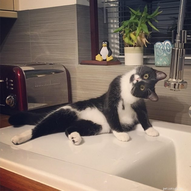 17 Uplifting Pet Photos to Brighten Your Day