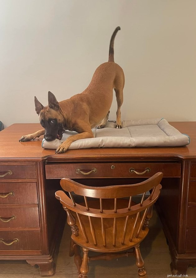 17 Uplifting Pet Photos to Brighten Your Day