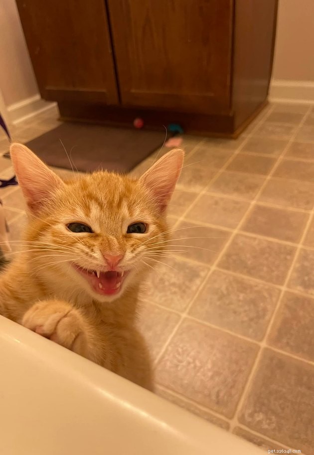 17 Uplifting Pet Photos to Brighten Your Day