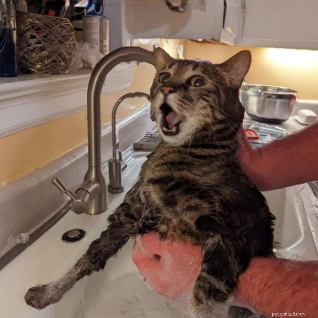 17 Uplifting Pet Photos to Brighten Your Day