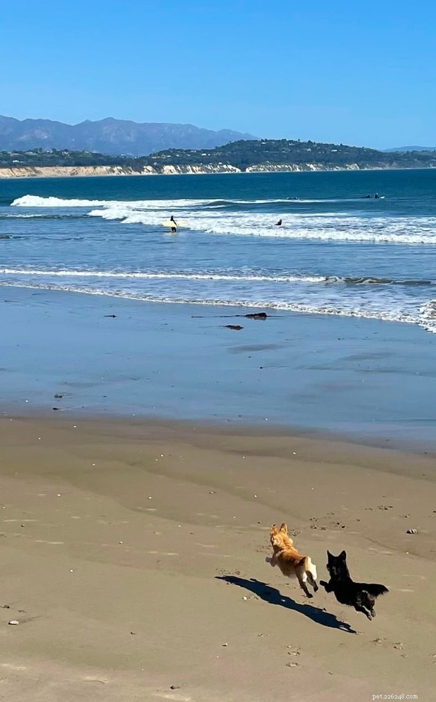 17 Uplifting Pet Photos to Brighten Your Day