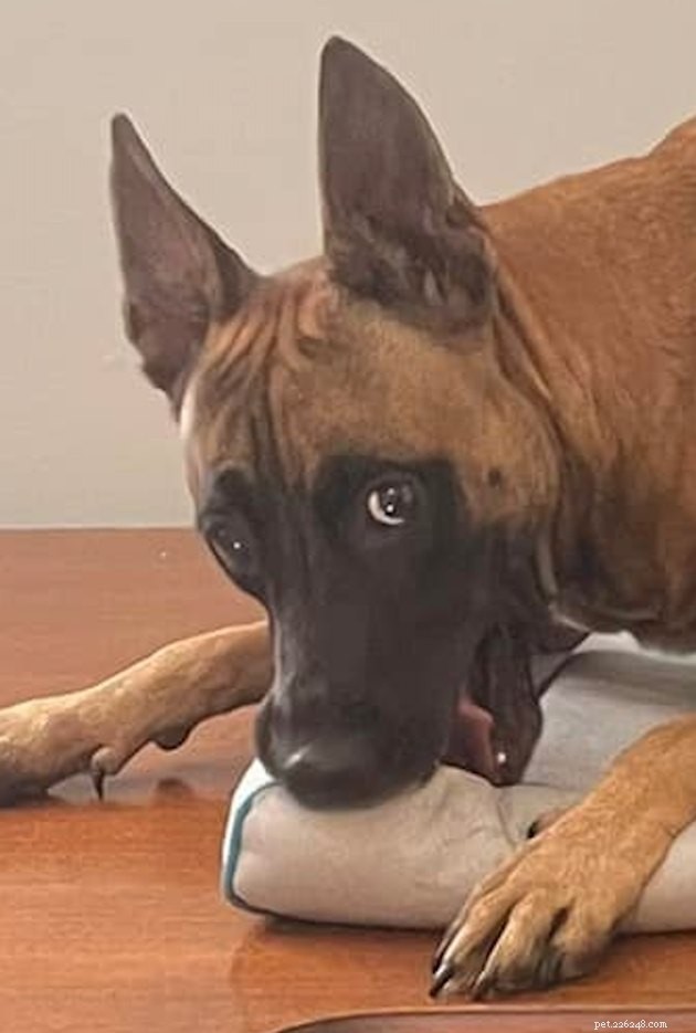 17 Uplifting Pet Photos to Brighten Your Day