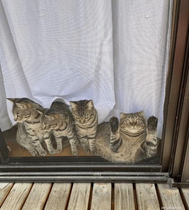 17 Uplifting Pet Photos to Brighten Your Day